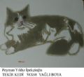 TEKİR KEDİ
